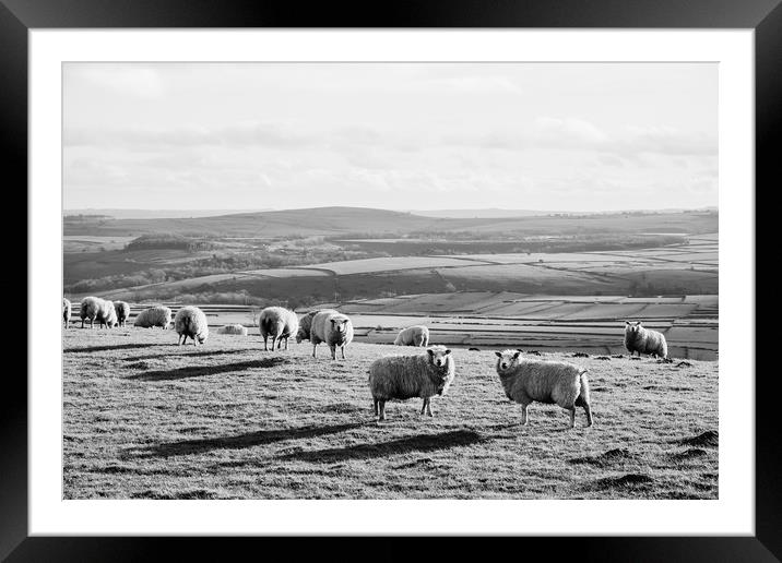 Sunlit sheep on a hilltop at sunset. Derbsyhire, U Framed Mounted Print by Liam Grant