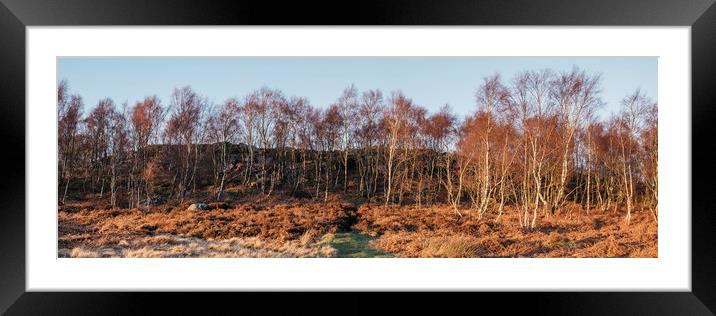 Birch trees basked in warm light at sunset. Upper  Framed Mounted Print by Liam Grant