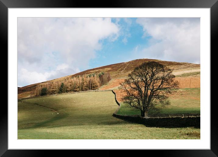 Sunlit tree and hillside. Edale, Derbyshire, UK. Framed Mounted Print by Liam Grant