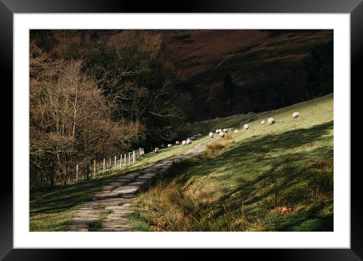 Stone footpath and grazing sheep. Edale, Derbyshir Framed Mounted Print by Liam Grant