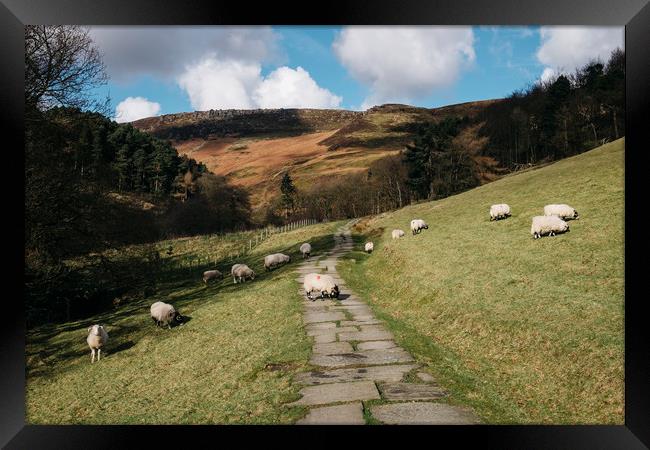 Stone footpath and grazing sheep. Edale, Derbyshir Framed Print by Liam Grant