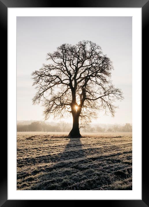 Sunrise behind a tree on a frosty morning. Norfolk Framed Mounted Print by Liam Grant