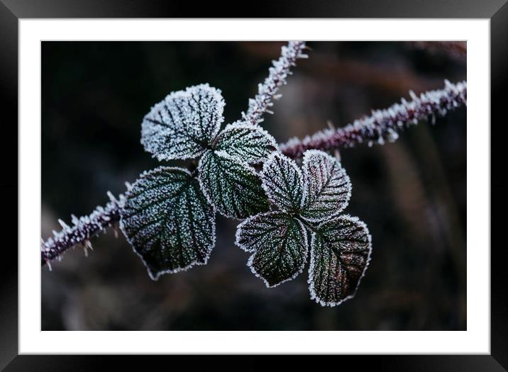 Detail of wild Bramble leaves covered in frost. No Framed Mounted Print by Liam Grant