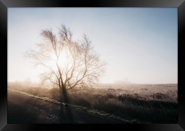 Sunrise behind a frozen tree on Beeley Moor. Derby Framed Print by Liam Grant