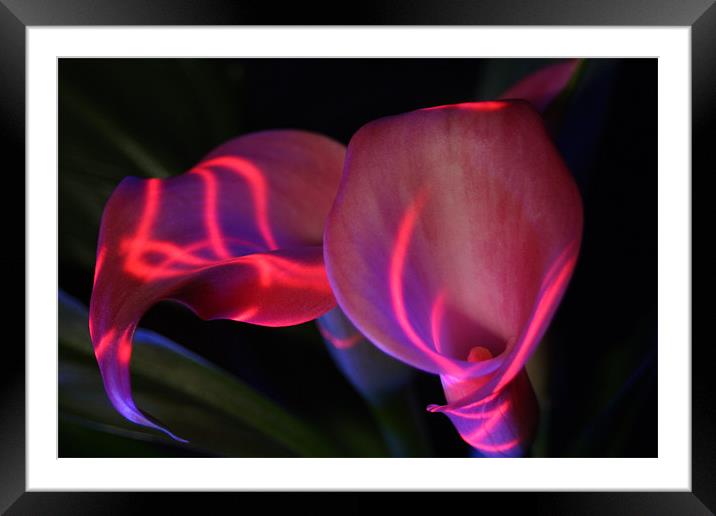 Zantedeschia - Electric Framed Mounted Print by Dave Hoskins