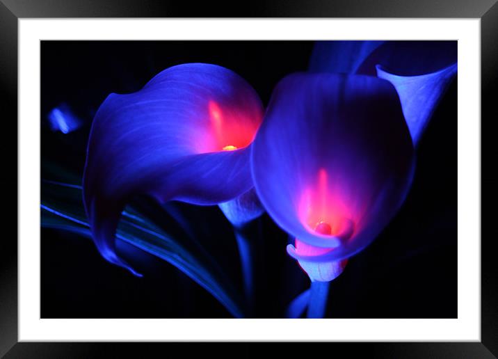 Zantedeschia - Electric blue with flames Framed Mounted Print by Dave Hoskins