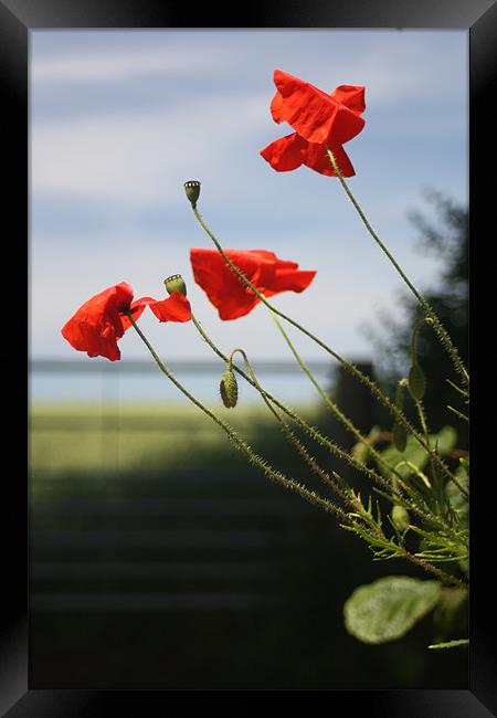 Poppies Framed Print by Dave Hoskins