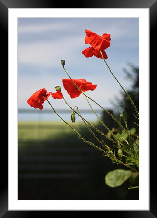 Poppies Framed Mounted Print by Dave Hoskins