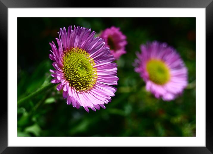 Bright flowers Framed Mounted Print by Dave Hoskins