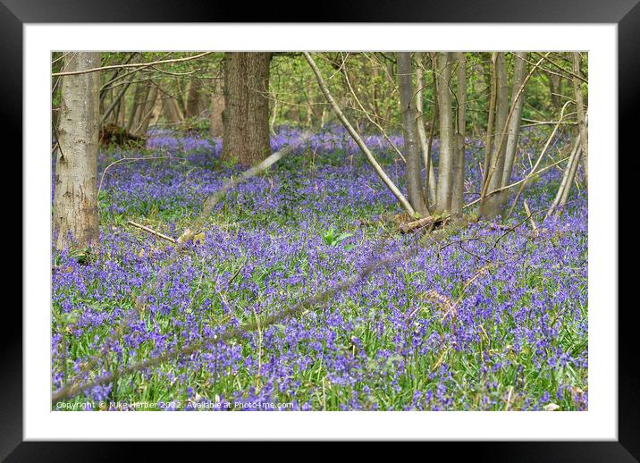 Blubell wood Framed Mounted Print by Mike Herber