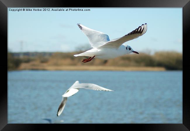 Fly by Framed Print by Mike Herber