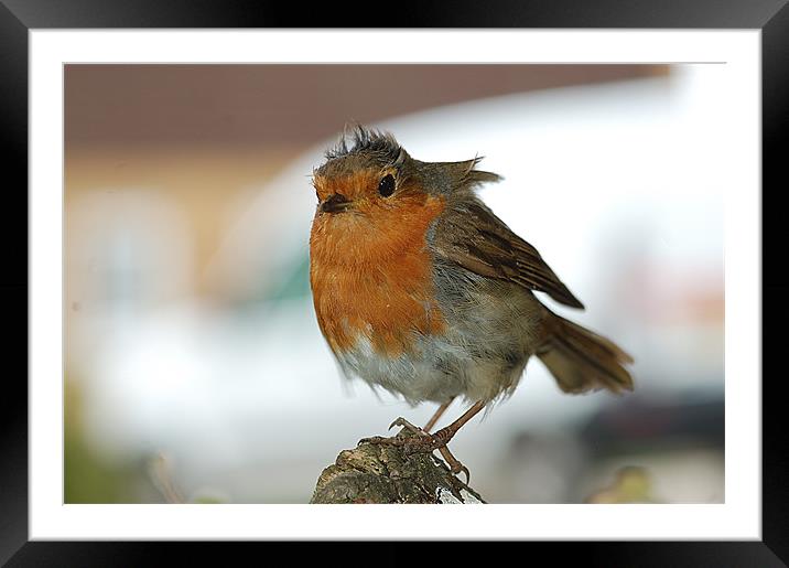 Punk robin Framed Mounted Print by Mike Herber