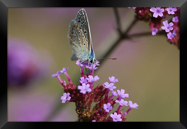 Feeding butterfly Framed Print by Mike Herber