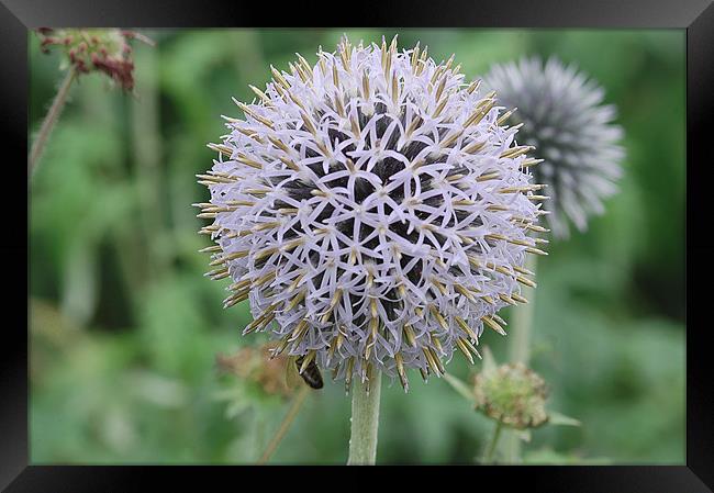 A ball of star shape flowers Framed Print by Mike Herber