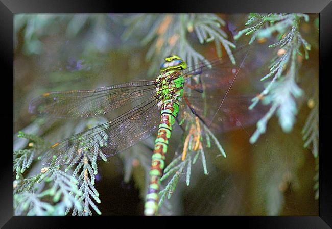 Green/brown dragonfly 2 Framed Print by Mike Herber