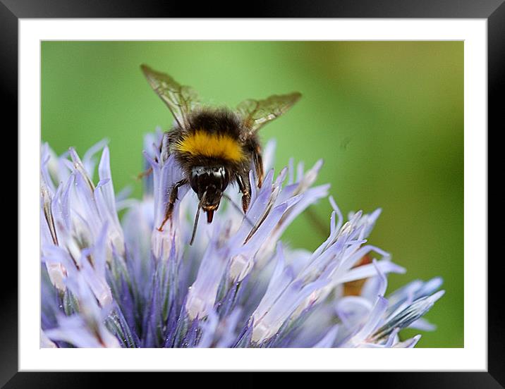Bee on a Echinops Framed Mounted Print by Mike Herber