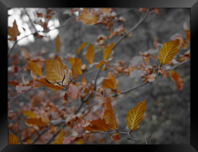 Autumn Leaves Framed Print by Anth Short