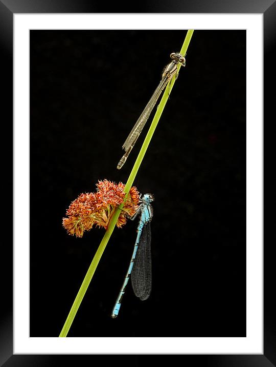 COMMON BLUE DAMSELFLY Framed Mounted Print by Anthony R Dudley (LRPS)