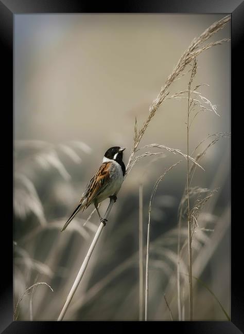 REED BUNTING Framed Print by Anthony R Dudley (LRPS)