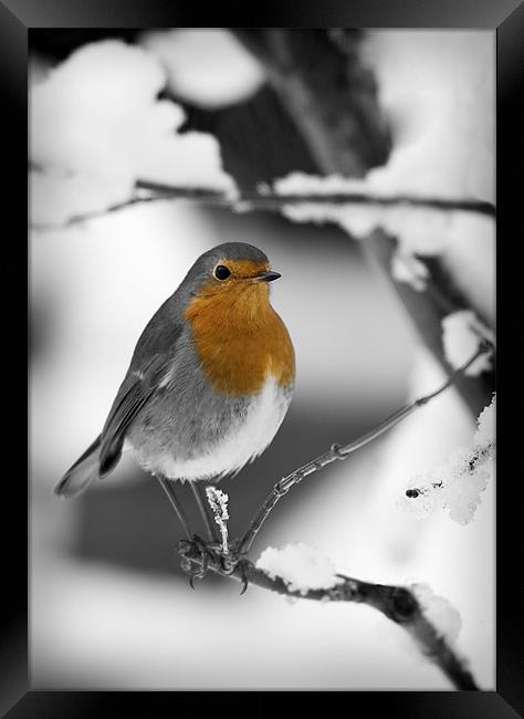 ROBIN IN THE SNOW (1) Framed Print by Anthony R Dudley (LRPS)