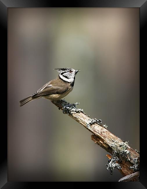 CRESTED TIT Framed Print by Anthony R Dudley (LRPS)