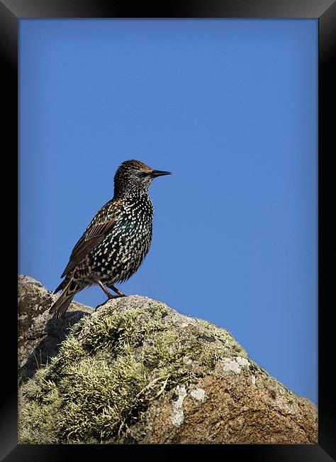 STARLING Framed Print by Anthony R Dudley (LRPS)