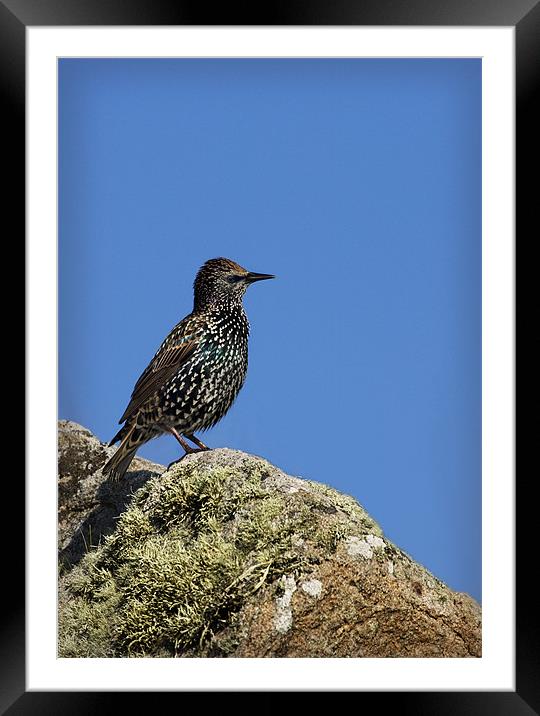STARLING Framed Mounted Print by Anthony R Dudley (LRPS)