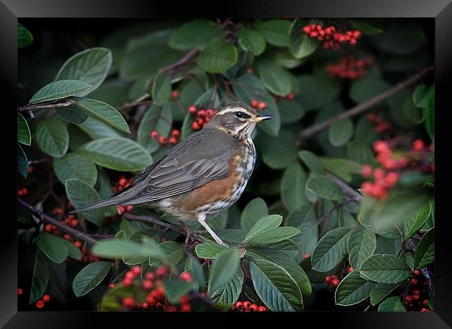 REDWING Framed Print by Anthony R Dudley (LRPS)