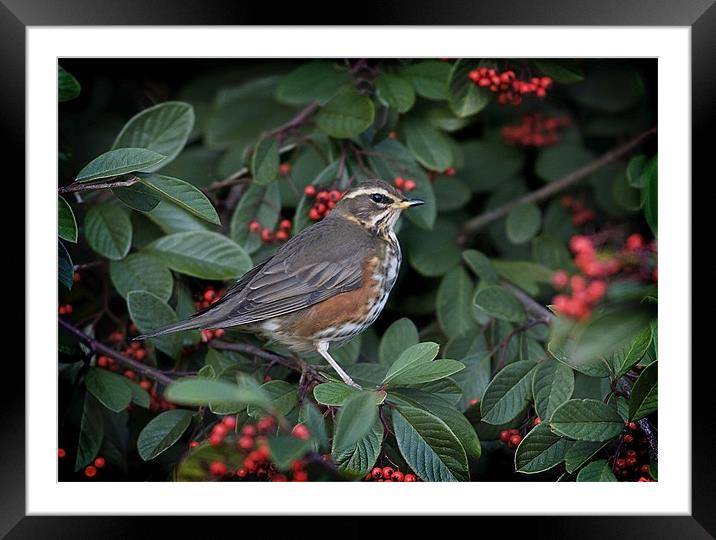 REDWING Framed Mounted Print by Anthony R Dudley (LRPS)