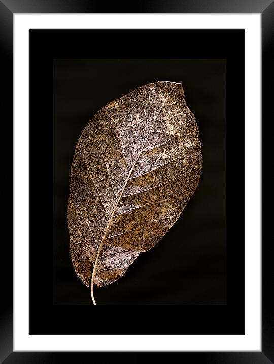 LEAF STUDY Framed Mounted Print by Anthony R Dudley (LRPS)