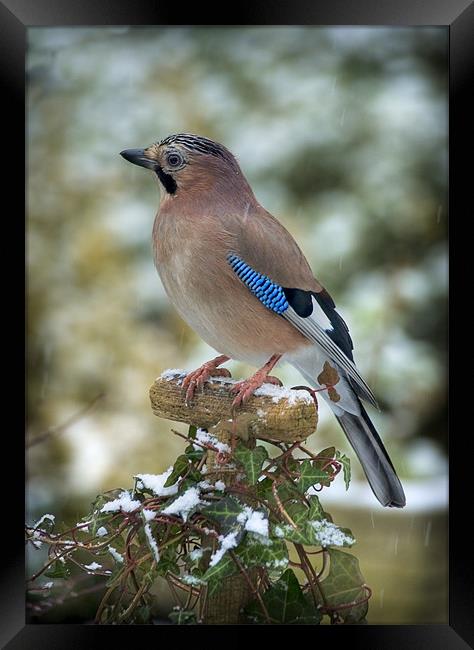 WINTER JAY Framed Print by Anthony R Dudley (LRPS)