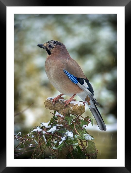 WINTER JAY Framed Mounted Print by Anthony R Dudley (LRPS)