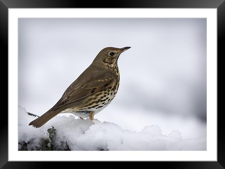 WINTER SONG THRUSH Framed Mounted Print by Anthony R Dudley (LRPS)