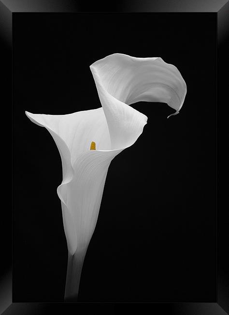 ARUM LILY Framed Print by Anthony R Dudley (LRPS)