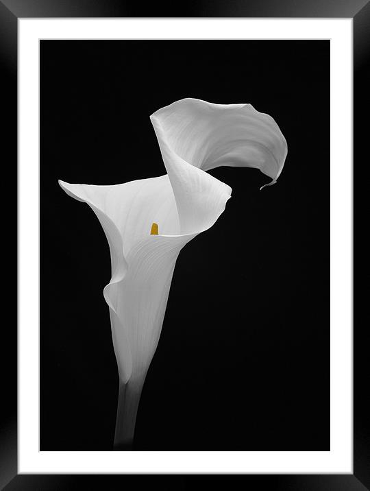 ARUM LILY Framed Mounted Print by Anthony R Dudley (LRPS)