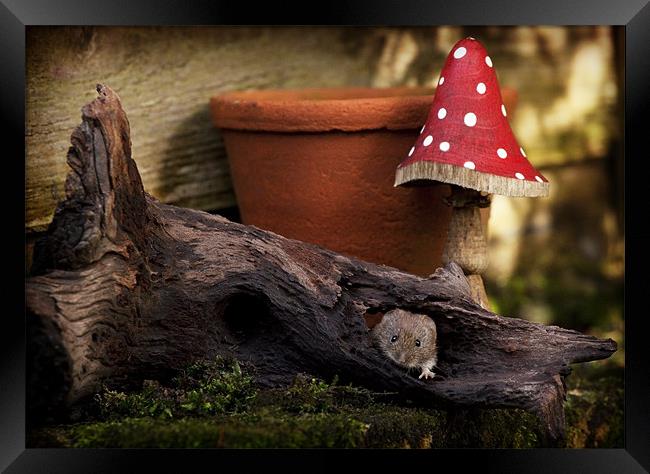 BANK VOLE #2 Framed Print by Anthony R Dudley (LRPS)