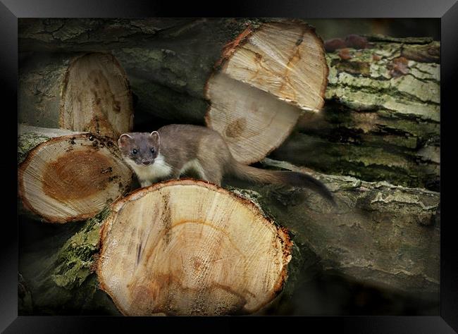 STOAT IN THE WOODPILE Framed Print by Anthony R Dudley (LRPS)