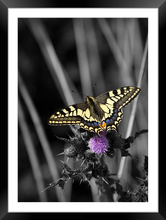 SWALLOWTAIL BUTTERFLY Framed Mounted Print by Anthony R Dudley (LRPS)