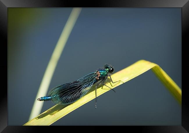 BANDED DEMOISELLE Framed Print by Anthony R Dudley (LRPS)