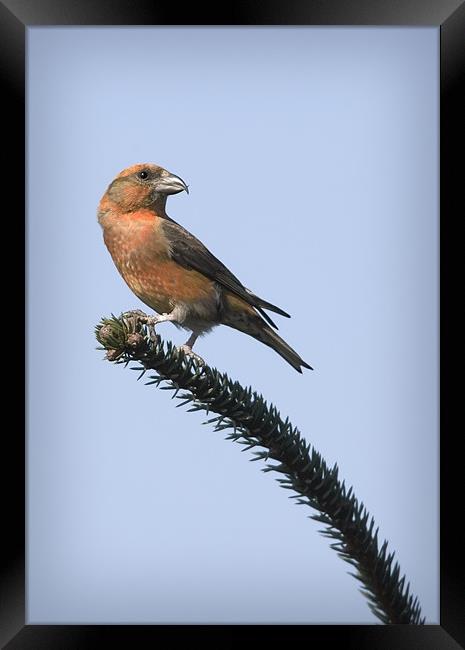 CROSSBILL #2 Framed Print by Anthony R Dudley (LRPS)