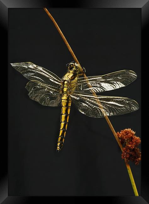 BLACK-TAILED SKIMMER Framed Print by Anthony R Dudley (LRPS)