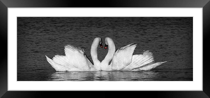 MUTE SWAN EMBRACE Framed Mounted Print by Anthony R Dudley (LRPS)