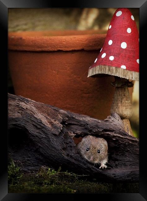 BANK VOLE #3 Framed Print by Anthony R Dudley (LRPS)