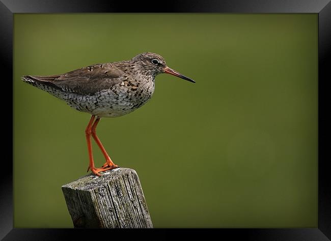 REDSHANK Framed Print by Anthony R Dudley (LRPS)
