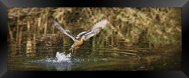 FLIGHT OF THE MALLARD Framed Print by Anthony R Dudley (LRPS)