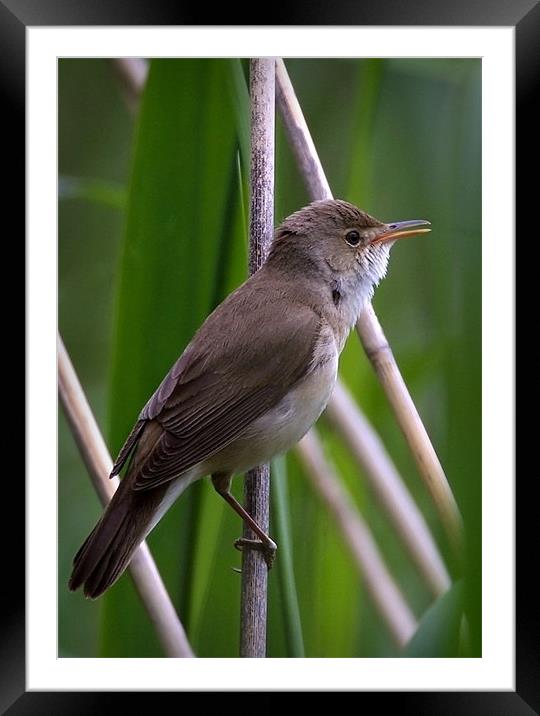 REED WARBLER Framed Mounted Print by Anthony R Dudley (LRPS)