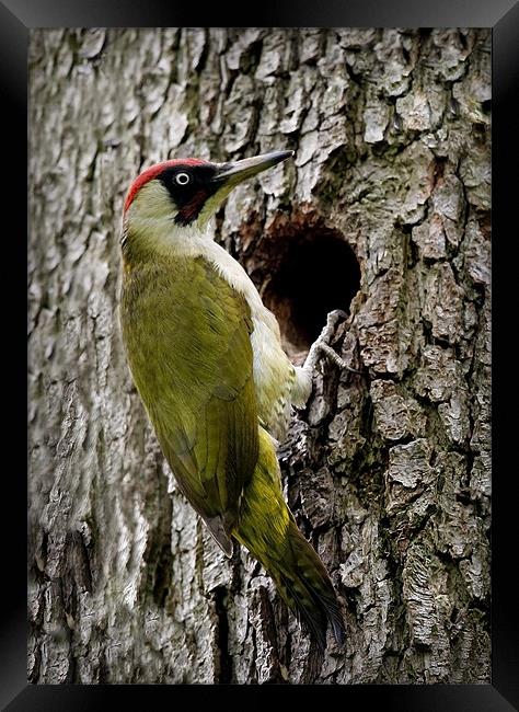 GREEN WOODPECKER Framed Print by Anthony R Dudley (LRPS)