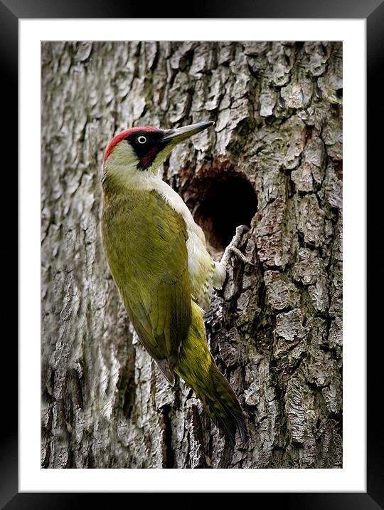 GREEN WOODPECKER Framed Mounted Print by Anthony R Dudley (LRPS)