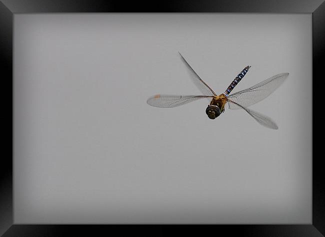 FLIGHT OF THE DRAGONFLY Framed Print by Anthony R Dudley (LRPS)
