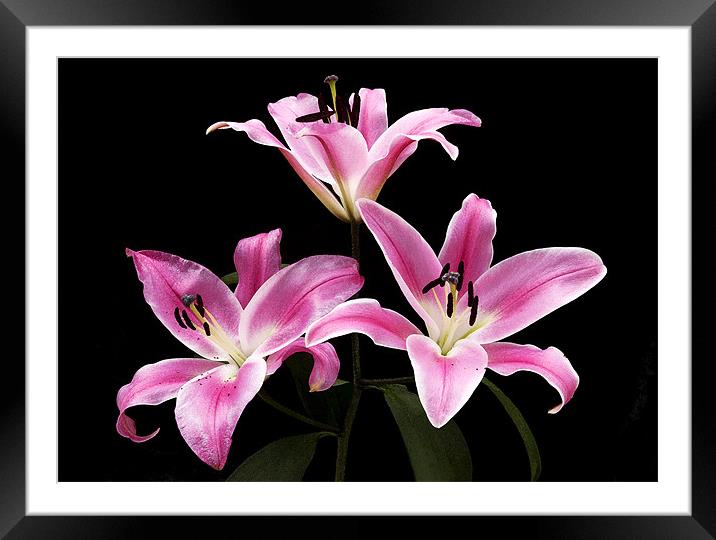 LILY THE PINK Framed Mounted Print by Anthony R Dudley (LRPS)